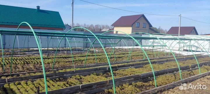 Саженцы сосны и ели