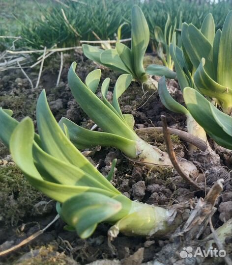 Многолетний лук, 2 сорта