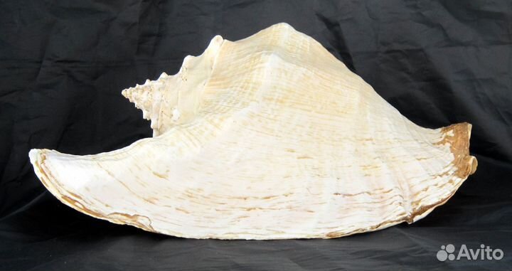 Большая морская раковина