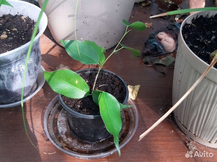 Фикус бенджамина Экзотика