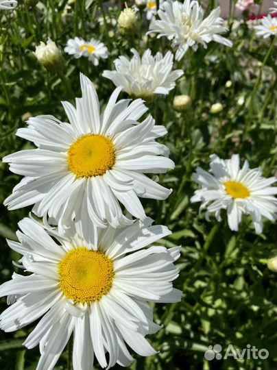 Ромашка саженцы