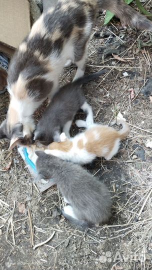 Котята в добрые руки
