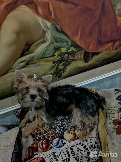 Йоркширский терьер девочка