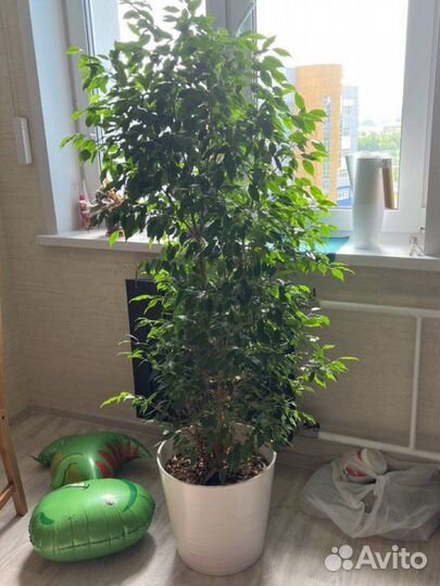 Фикус бенджамина большой