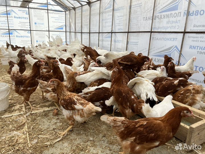 Куры несушки. Молодки