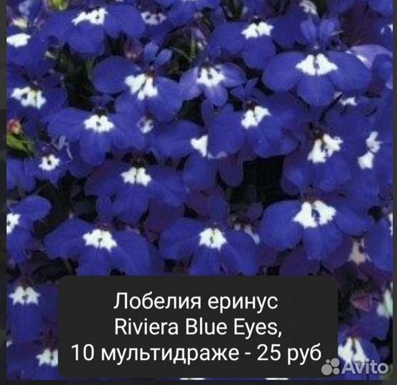 Продам проф.семена