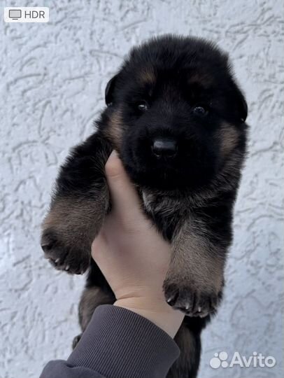 Немецкая овчарка