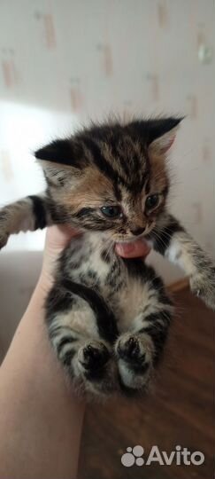 Котята в дар