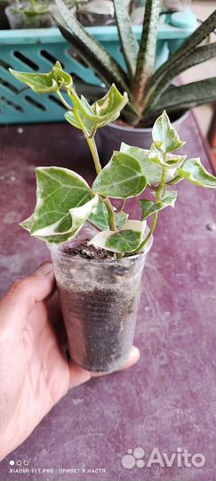 Суккуленты