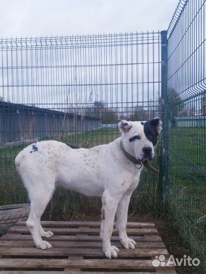 Собака алабай