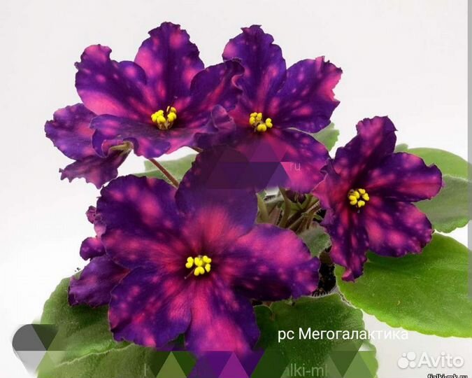 Фиалки сортовые