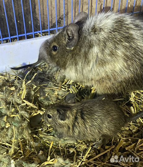 Чилийская белка дегу