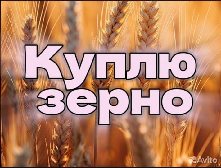 Зерно,пшеница 4-5 класс