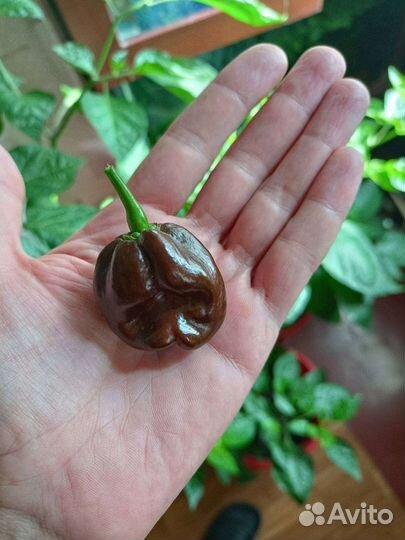 Семена перец острый чили Хабанеро шоколад