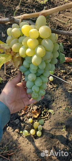Черенки винограда