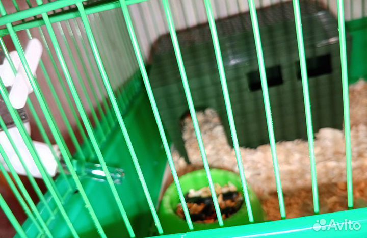 Джунгарский хомячок с клеткой