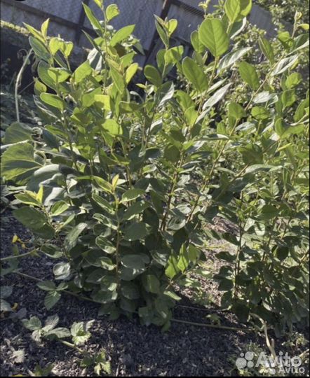 Саженцы кизильника блестящего/ кизильник