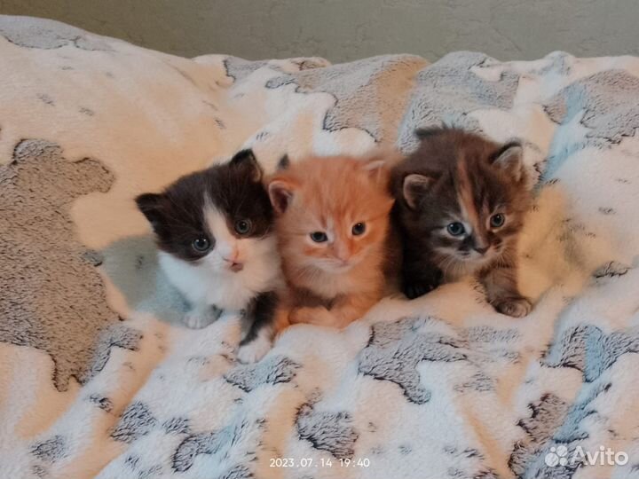 Котята бесплатно