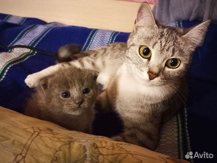 Котенок в добрые руки
