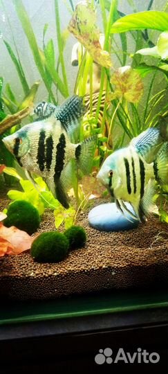 Скалярия Голубой ангел,пара. Цихлида