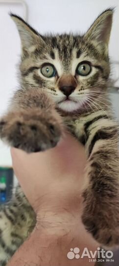Отдам в дар котят