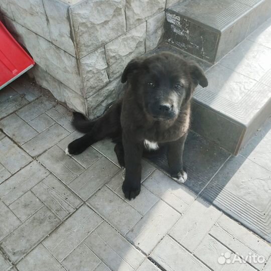 Щенок в добрые руки