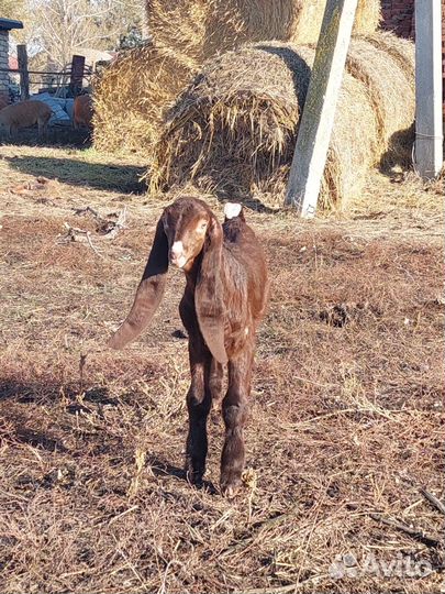 Камори козел
