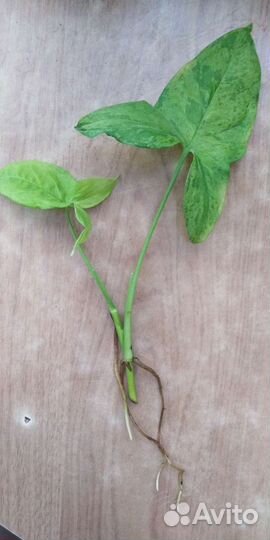 Сингониум моттлед