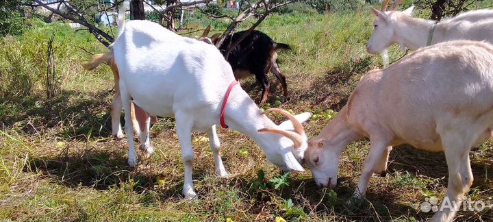 Дойные козы