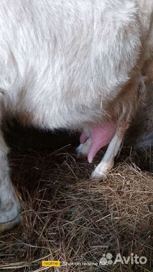 Козы дойные