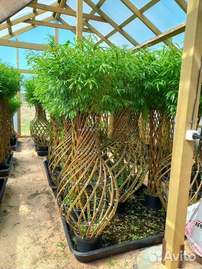 Плетёные деревья