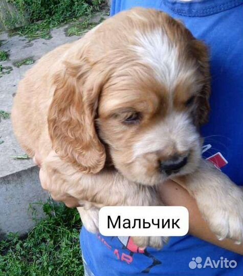 Кокер спаниель