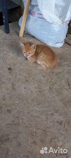 Рыжий котик кошка