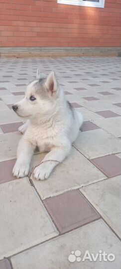 Щенки сибирской хаски