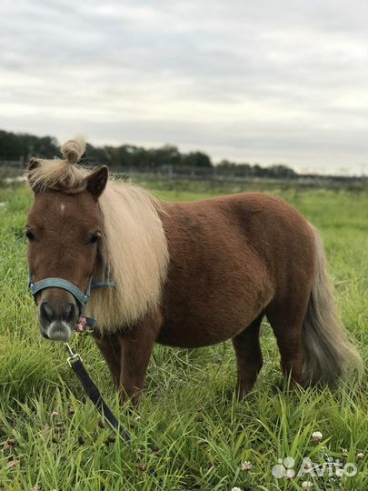 Продажа пони