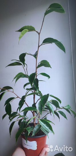 Фикус Анастасия