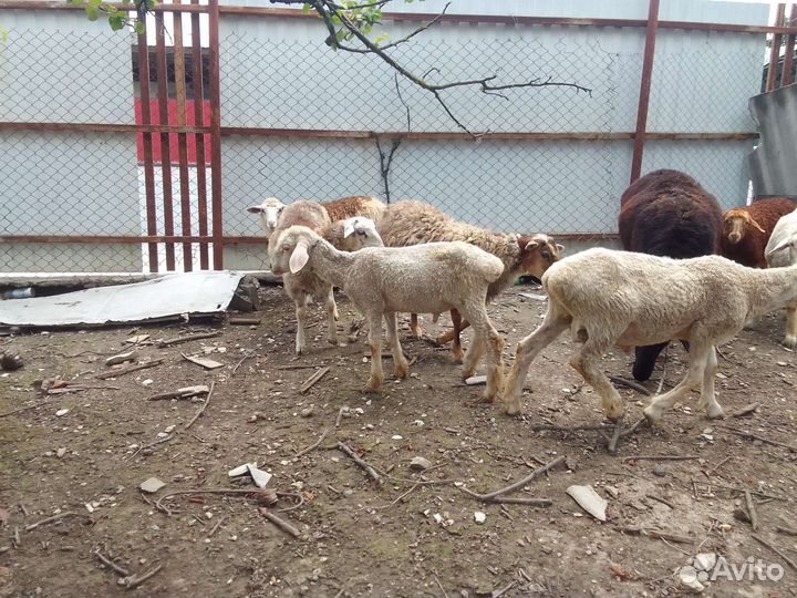 Овцы бараных ягнята