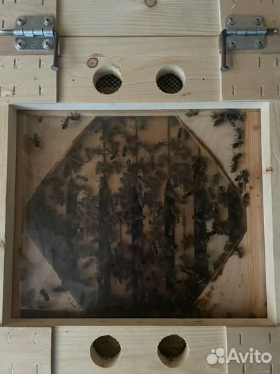 Пчелопакеты