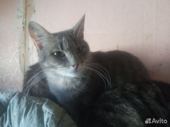 Кошка добрые руки