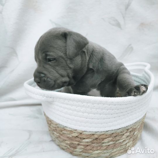 Щенок Пит-бультерьер