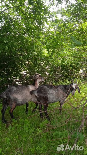 Козы козлята козлы