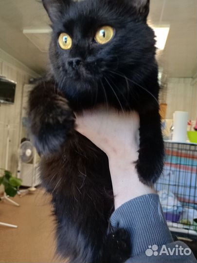 Шикарная кошка Ночка