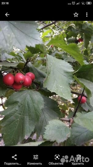 Саженцы боярышника