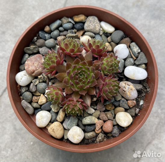 Суккуленты в горшках: по видам и миксы-живой букет