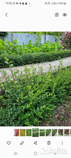 Саженцы жимолость декоративной