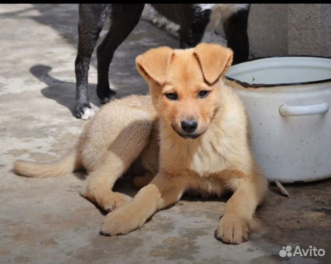 Щенки бесплатно