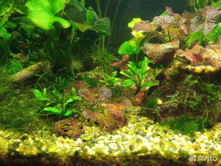 Аквариум 100 литров,со всем содержимым