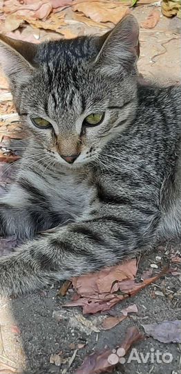Котенок