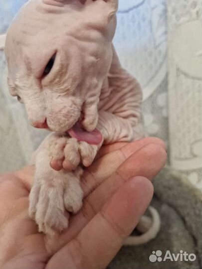 Канадский сфинкс