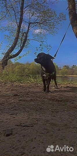 Вязка кобель чихуахуа